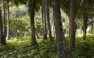 coconut grove neighbouring island_9901