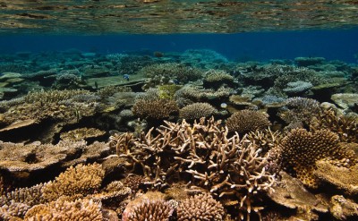 Jumeirah Dhevanafushi - House Reef-Quick Preset_1776x999