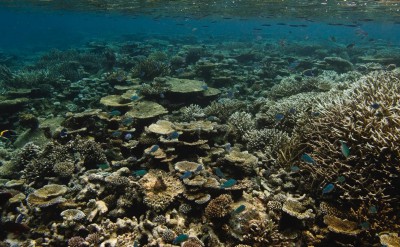 Jumeirah Dhevanafushi - The House Reef-Quick Preset_1776x999