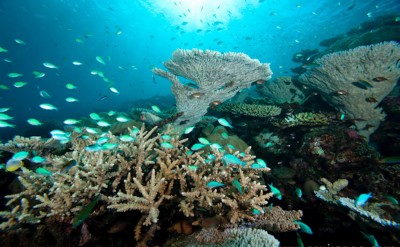 Underwater6- Coral Reef-Quick Preset_1503x999