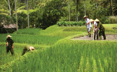 Balinese Rice Farmer Experience 1