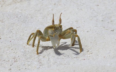 Crab_[5503-LARGE]