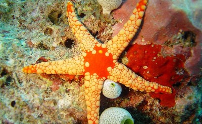 dive_starfish-Quick Preset_800x600