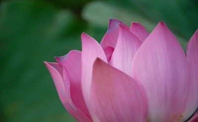 44031213-H1-Lotus_flower2