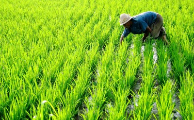 44031240-H1-Rice_paddie