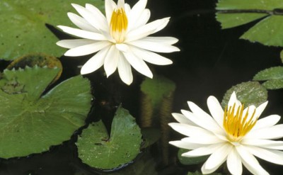 44045314-H1-Lilly_Pond_Detail