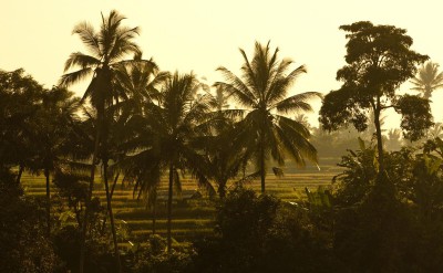 UMA ubud rice terraces