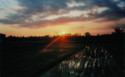 44045369-H1-Sunset_over_Paddy_Fields_2