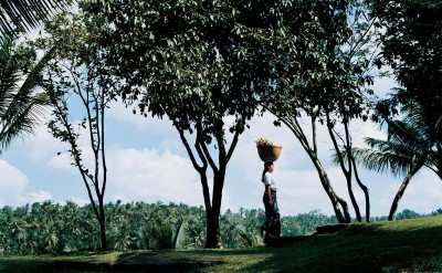 44182654-H1-balinese_walking