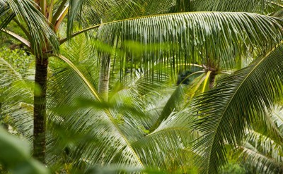 CSE Water gardens