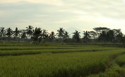 alilaubud-alilaexperience-allaboutrice-1