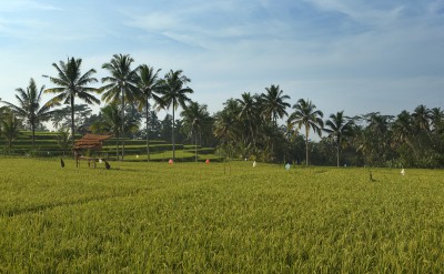 alilaubud-alilaexperience-allaboutrice-2