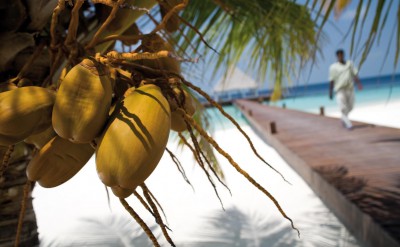 Coco Palm-Quick Preset_1649x1000