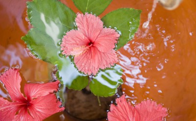 Hi_ANMVMI_27798330_ANMI_JB_0605_Spa_Hibiscus_LaddleIn_L8P7545