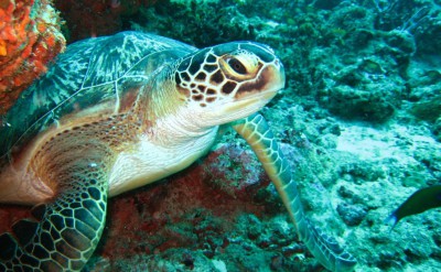 Turtle-Quick Preset_1333x1000