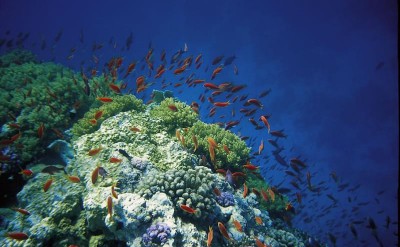 diving_2-Quick Preset_800x528