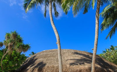 007-Palm