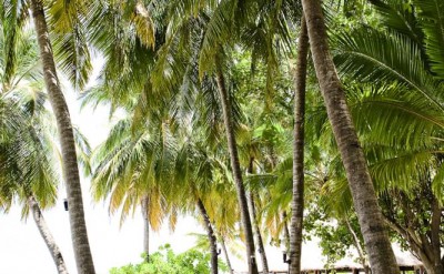 Banyan Tree Vabbinfaru