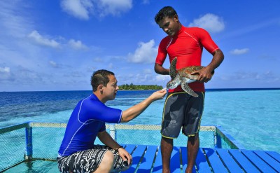 42966231-H1-11__Banyan_Tree_Vabbinfaru_Turtle_Feeding__0063