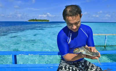 42966240-H1-11__Banyan_Tree_Vabbinfaru_Turtle_Feeding_0077